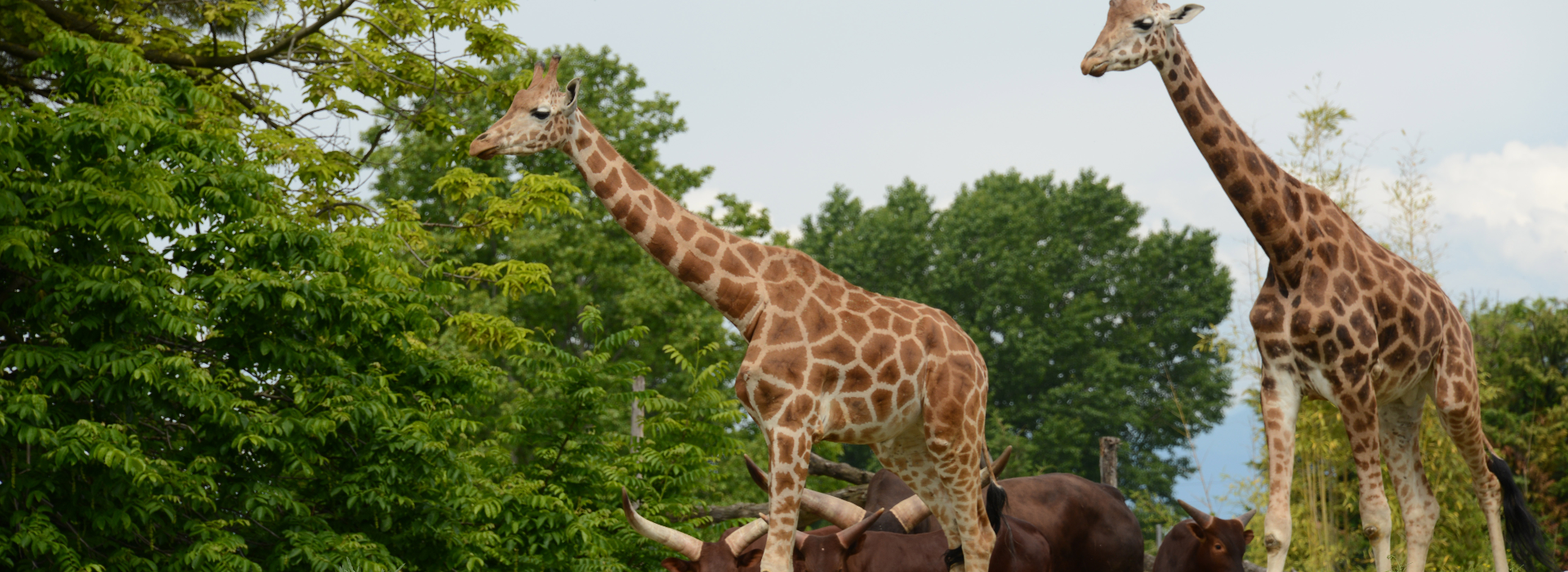 Parco Natura Viva
